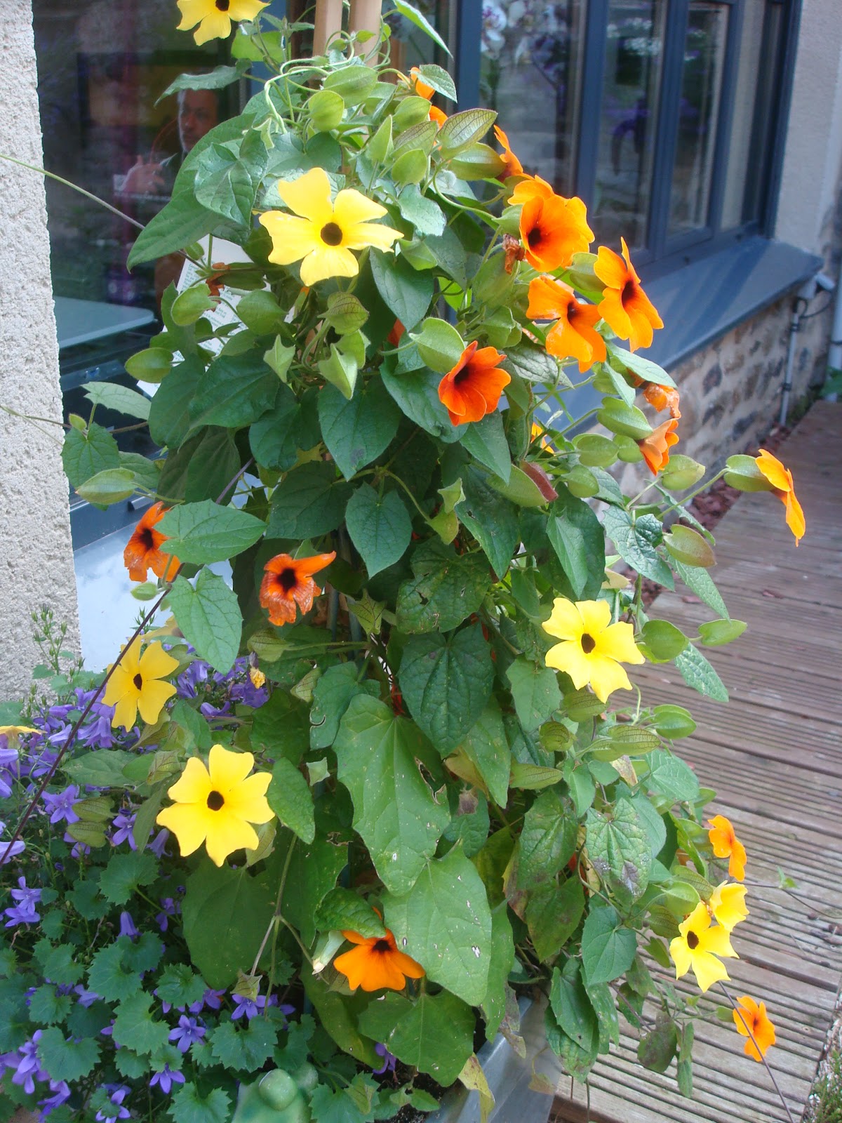 planter une suzanne aux yeux noirs